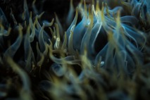 Fiamme blu - Anemoni di mare